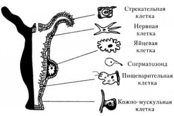 Какая ссылка на кракен