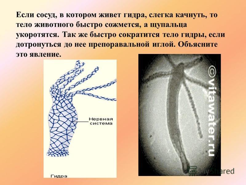 Kraken market ссылка